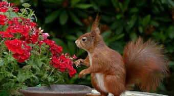 Brigade Morgan Heights , At Perumbakkam, Chennai